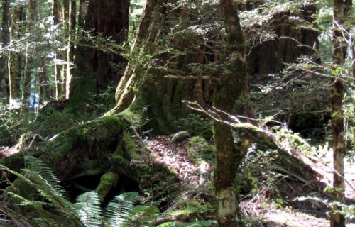 lowland forest lowland forest