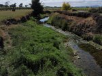 Paritua Stream