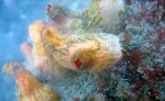 Cnemidocarpa bicornuta